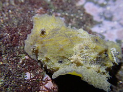 Sclerodoris apiculata