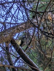 Strepera versicolor arguta