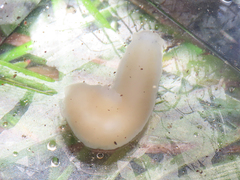 Dendrocoelum