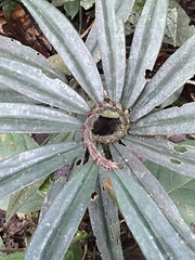 Costaceae