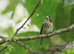 Malacoptila panamensis