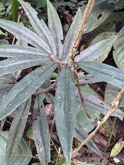 Costaceae