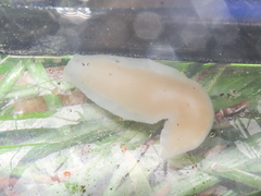 Dendrocoelum