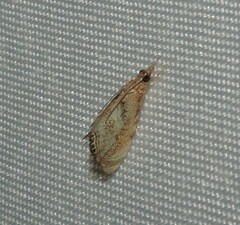 Glaucocharis dilatella