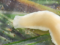Dendrocoelum