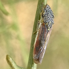 Homalodisca liturata