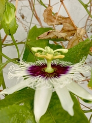 Passiflora edulis