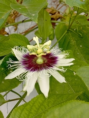 Passiflora edulis