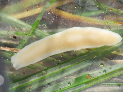 Dendrocoelum