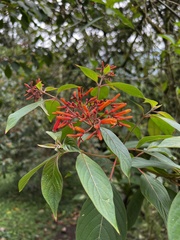 Hamelia patens