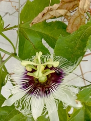 Passiflora edulis