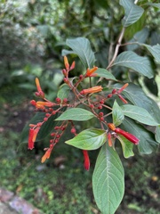 Hamelia patens