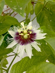 Passiflora edulis