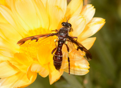 Daptolestes limbipennis