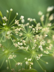 Selinum carvifolia