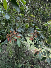 Hamelia patens