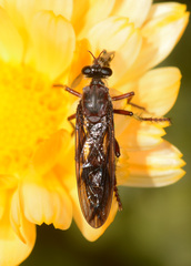 Daptolestes limbipennis