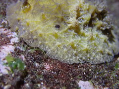 Sclerodoris apiculata