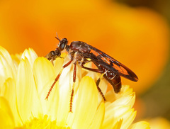 Daptolestes limbipennis