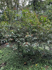 Hamelia patens