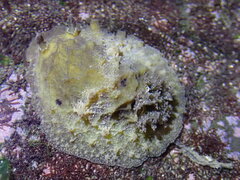 Sclerodoris apiculata