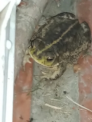 Rhinella dorbignyi