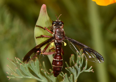 Daptolestes limbipennis