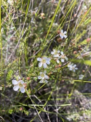 Leptospermum semibaccatum