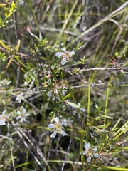 Leptospermum semibaccatum