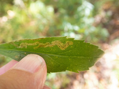 Phytomyza albiceps group
