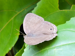 Cissia themis