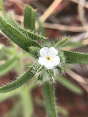 Johnstonella angustifolia