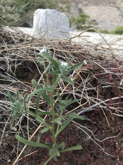 Johnstonella angustifolia