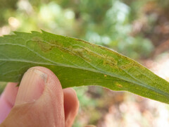Phytomyza albiceps group
