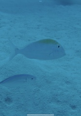 Caranx ruber