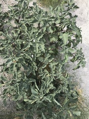 Datura