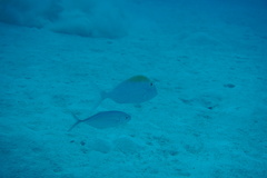 Caranx ruber