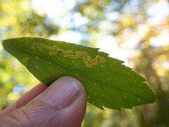 Phytomyza albiceps group