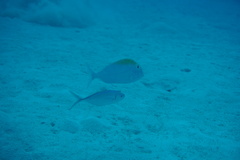 Caranx ruber