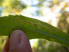 Phytomyza albiceps group