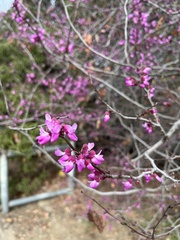 Cercis occidentalis
