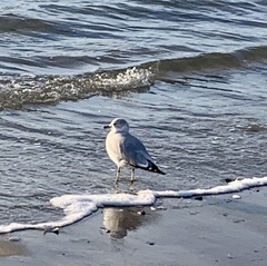 Larus delawarensis
