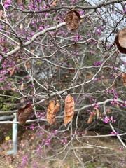 Cercis occidentalis
