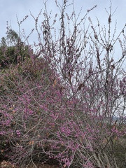 Cercis occidentalis