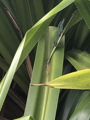 Anolis allisoni