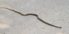 Thamnosophis lateralis