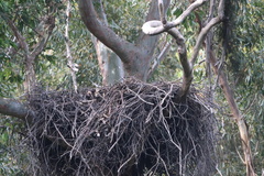 Haliaeetus leucogaster