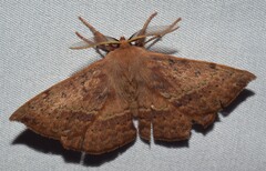 Anthela repleta
