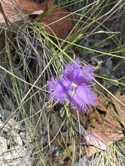 Thysanotus tuberosus