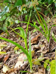 Pterostylis irwinii